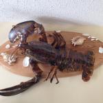 Lobster-Skin Mount