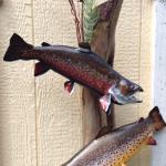Brook Trout & Brown Trout - Skin Mounts